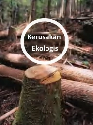 kelemahan kayu keras